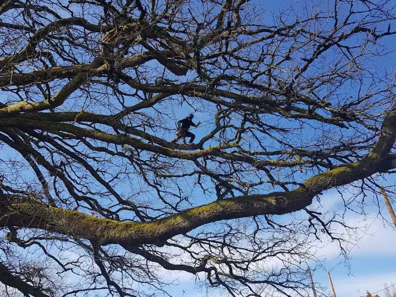 Professionnel très haut perché sur des branches au-dessus du vide
