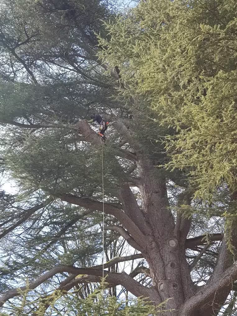 Professionnel suspendu à une très grande hauteur dans un arbre majestueux et âgé