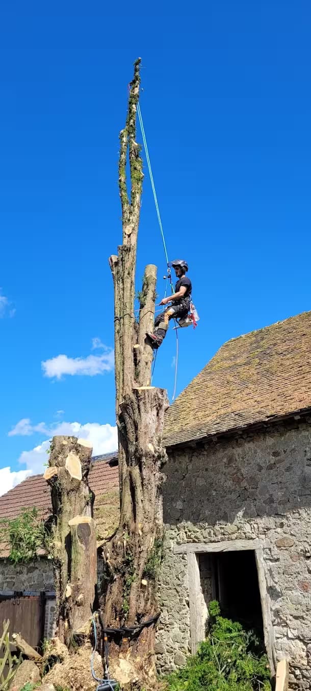 Professionnel en haut d'un arbre avec ses équipements de sécurité