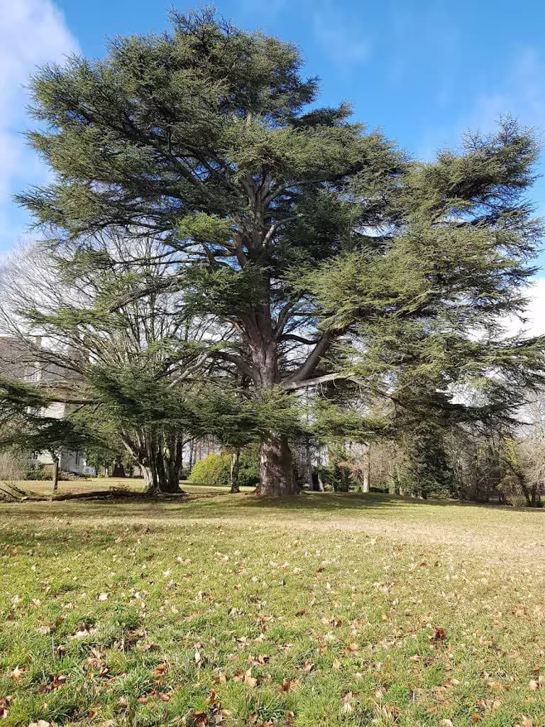 Grand arbre majestueux avant élaguage