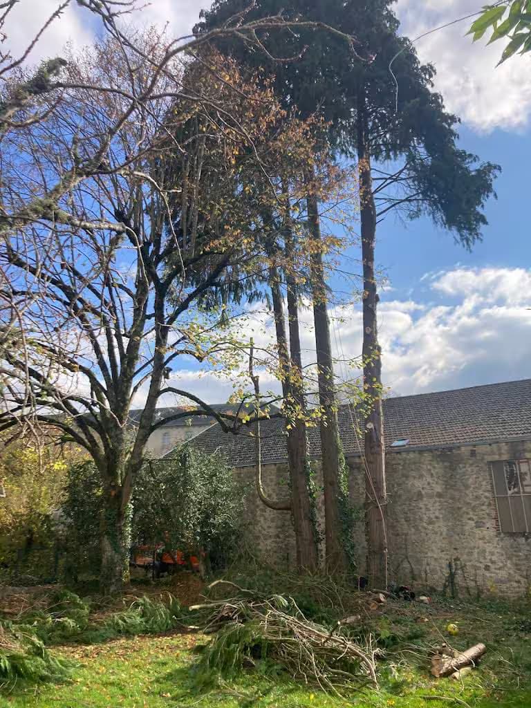 Trois arbres bien élagués, seule la partie haute reste