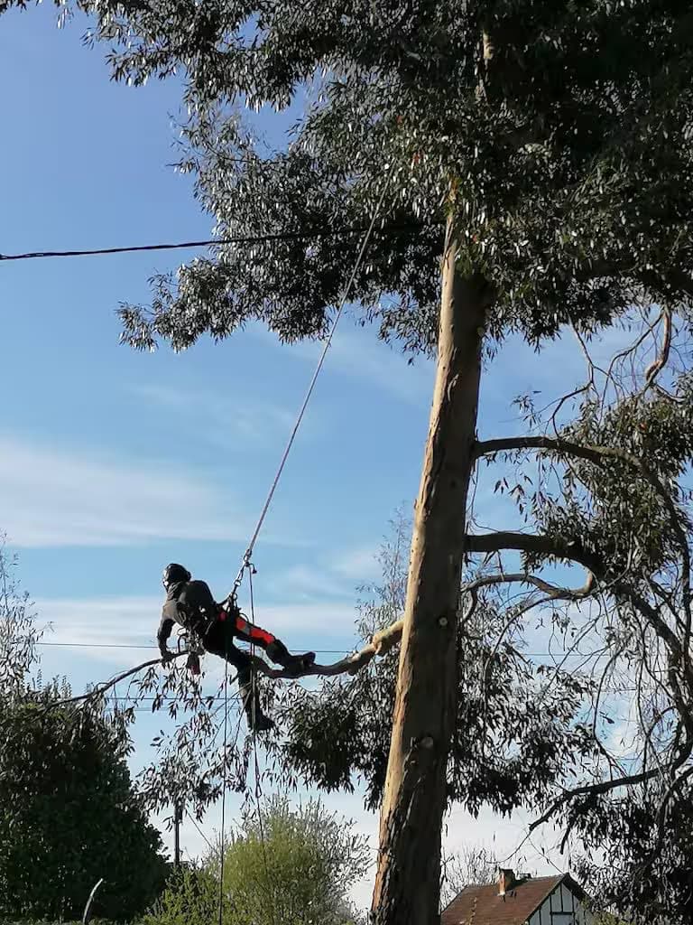 Professionnel suspendu à l'arbre (harnais + corde)