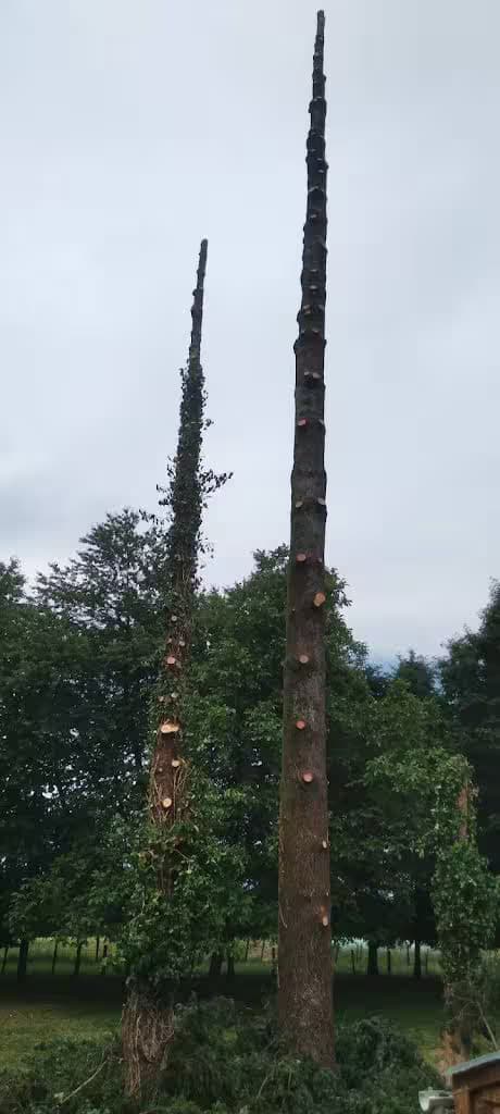 Deux grands arbres totalement élagués
