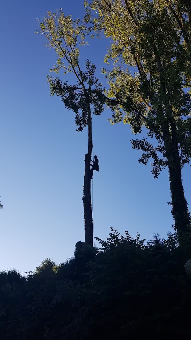 Professionnel suspendu à un arbre avant la tombée de la nuit